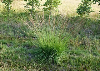 Dutch dreamer moor grass