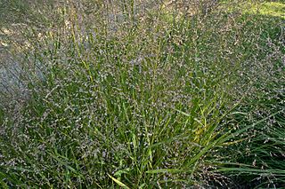 Cheyenne sky grass