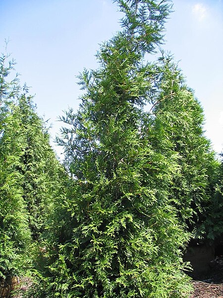 Green Giant arborvitae - Country Bumpkin Nursery