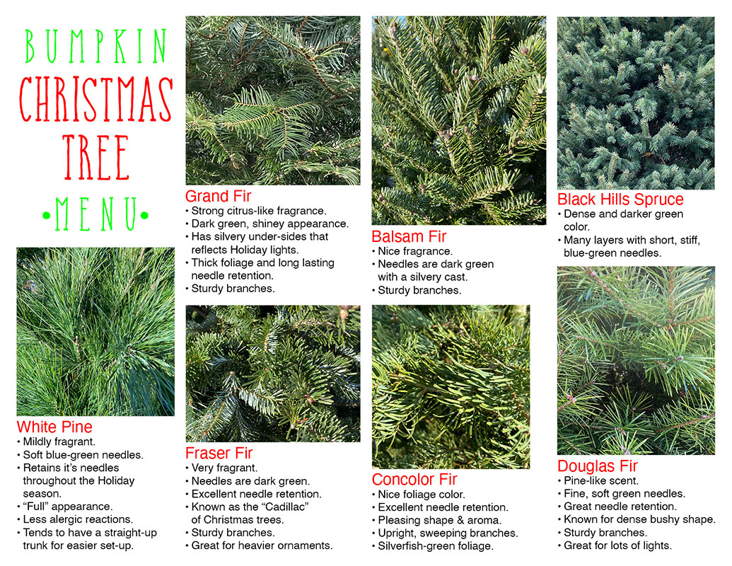 Country Bumpkin Garden Center Christmas Trees