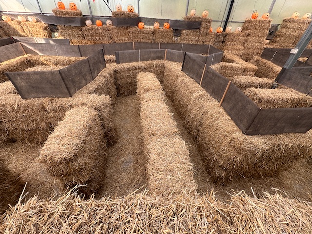 Pumpkin Fest maze