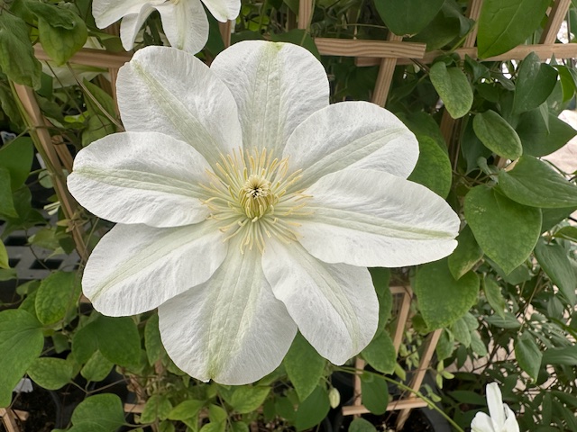 Clematis