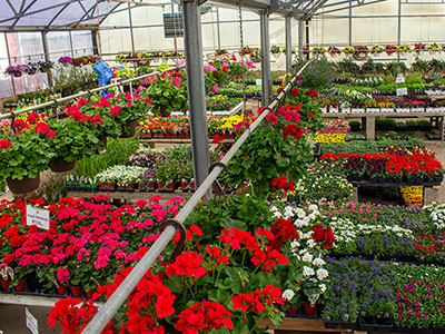 The Country Bumpkin Plant Nursery