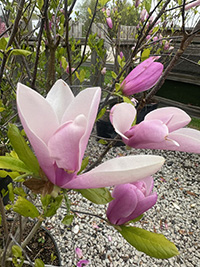 May-25_10 Magnolia 'Ann'