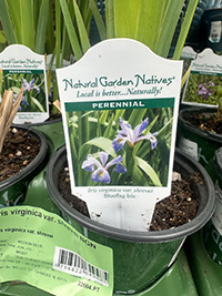 May-25_11 Iris virginica