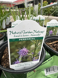 May-25_12 Liatris cylindracea - Blazing Star