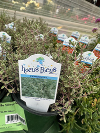 May-25_14 Thymus argenieur.