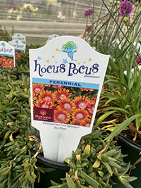 May-25_15 Fire Spinner Ice Plant