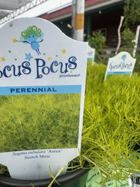 May-25_17 Scotch Moss