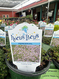 May-25_18 Creeping Thyme