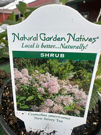 May-25_19 Ceanothus americanus - New Jersey Tea