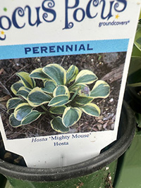 May-25_20 Hosta 'Mighty Mouse'