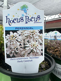 May-25_21 Hardy candytuft