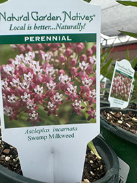 May-25_23 Asclepias incarnata - Swamp Milkweed