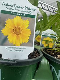 May-25_24 Sand coreopsis