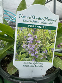 May-25_27 Great Blue Lobelia