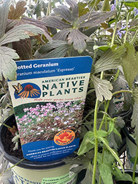 May-25_3 Native geranium maculatum 'Espresso' - Country Bumpkin Plant Nursery