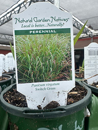 May-25_30 Switch Grass