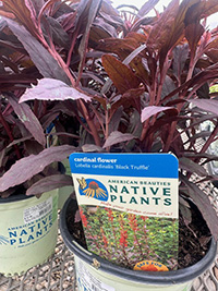 May-25_4 Lobelia cardinal - native perennial.