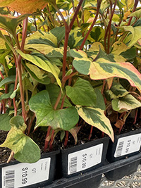 May-25_6 Chameleon Plant
