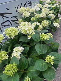 May-25_7 Hydrangea macrophylla