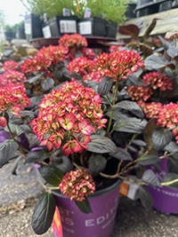 May-25_9 Bigleaf hydrangea