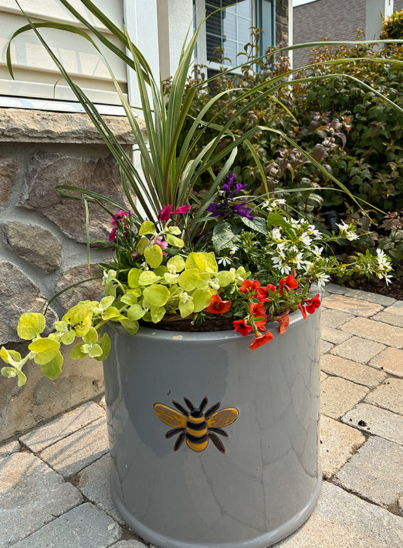 Summer seasonal planter from The Country Bumpkin Garden Center
