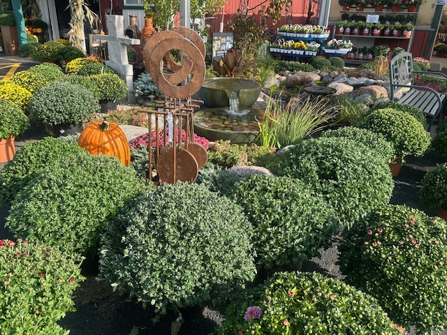 IMG_2799 Mums for sale at The Country Bumpkin Garden Center