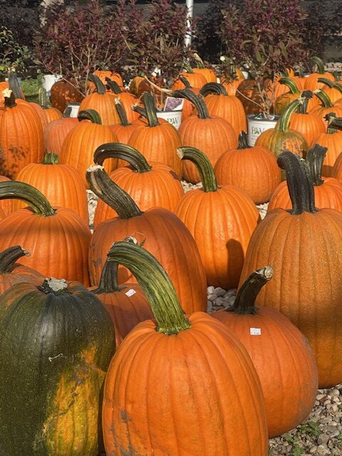 IMG_2816 Country Bumpkin Garden Center fall pumpkins for sale