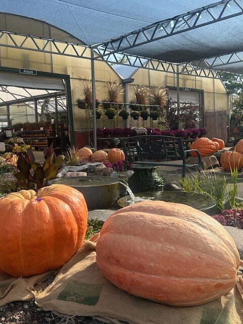 IMG_2818 The Country Bumpkin Garden Center fall Pumpkin Festival