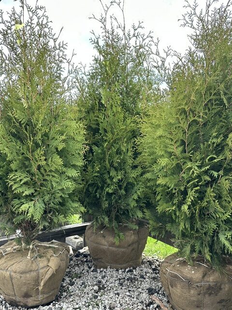 Thuja occidentalis Nigra - Country Bumpkin Garden Center